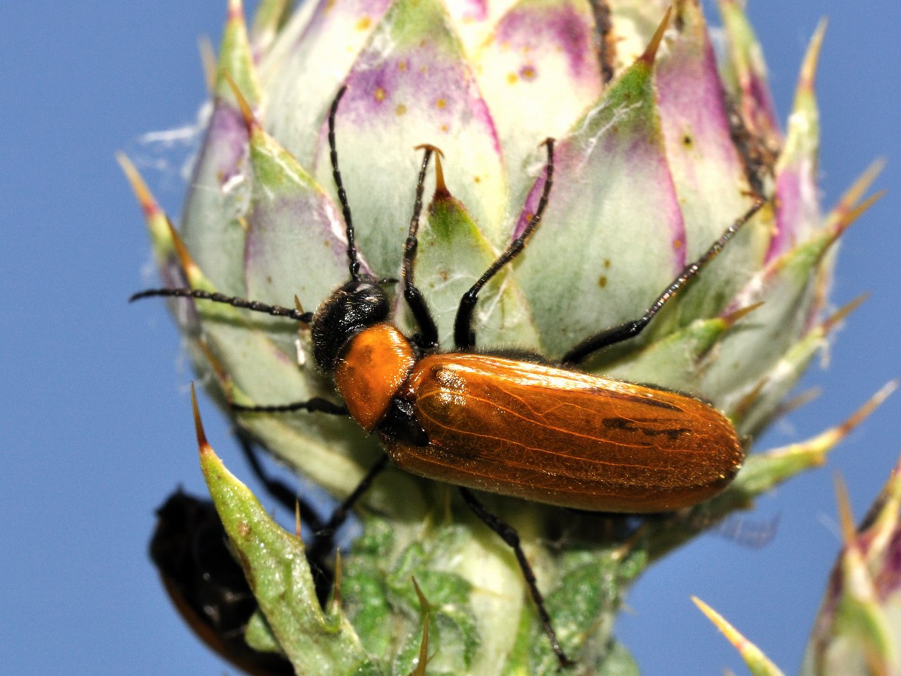 Zonitis immaculata (Meloidae)